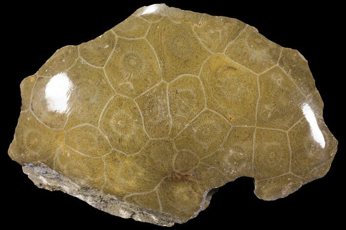 Polished Fossil Coral (Actinocyathus) - Morocco #100574